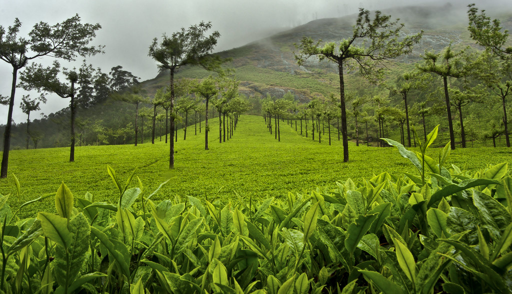 A green tea plantation stretching over hills