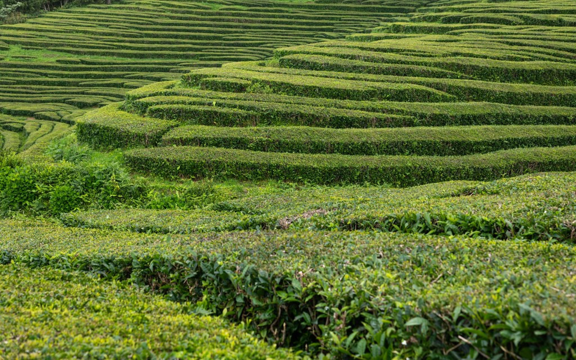 Green tea terraces on rolling hills at first light