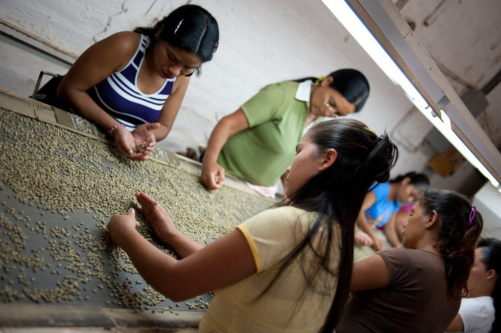 Hands sorting freshly harvested beans
