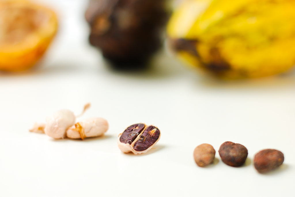 Fresh cacao pods split open