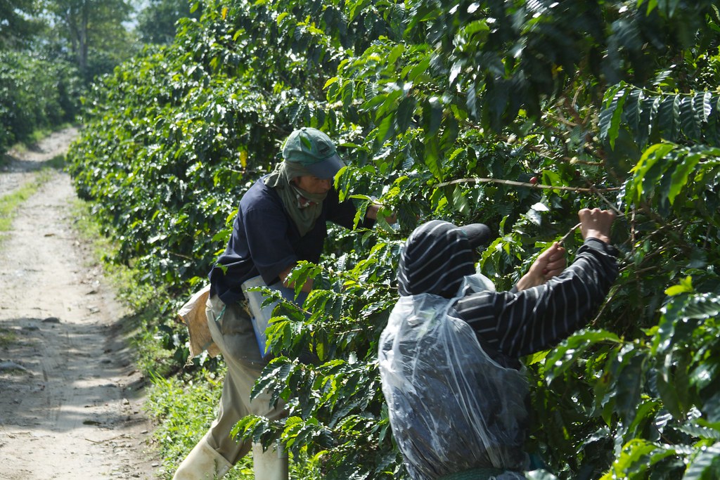 Green coffee terraces on a Colombian hillside