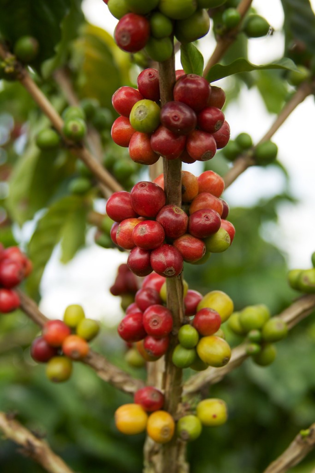 Ripe coffee cherries on the branch