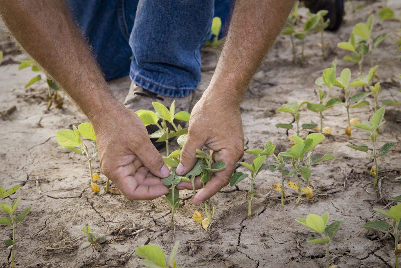 Farmer's hands holding soil and a seedling