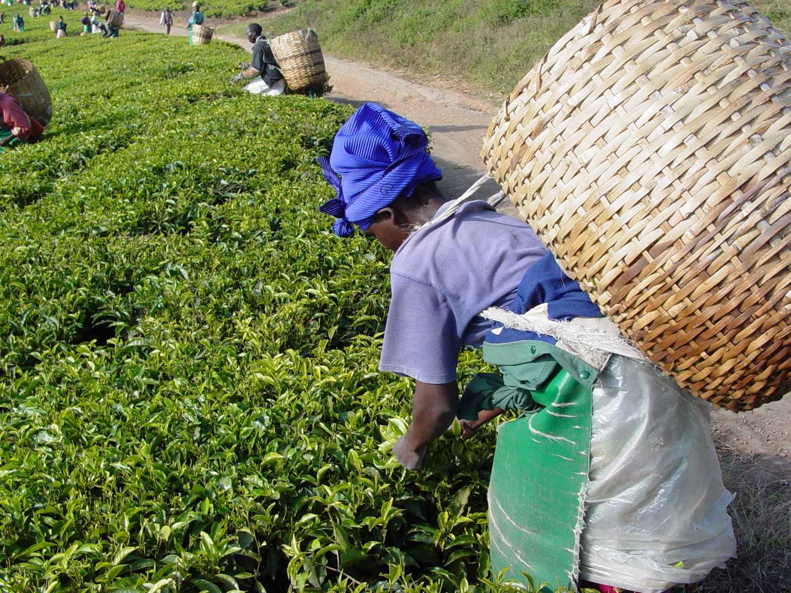 Workers picking on a plantation