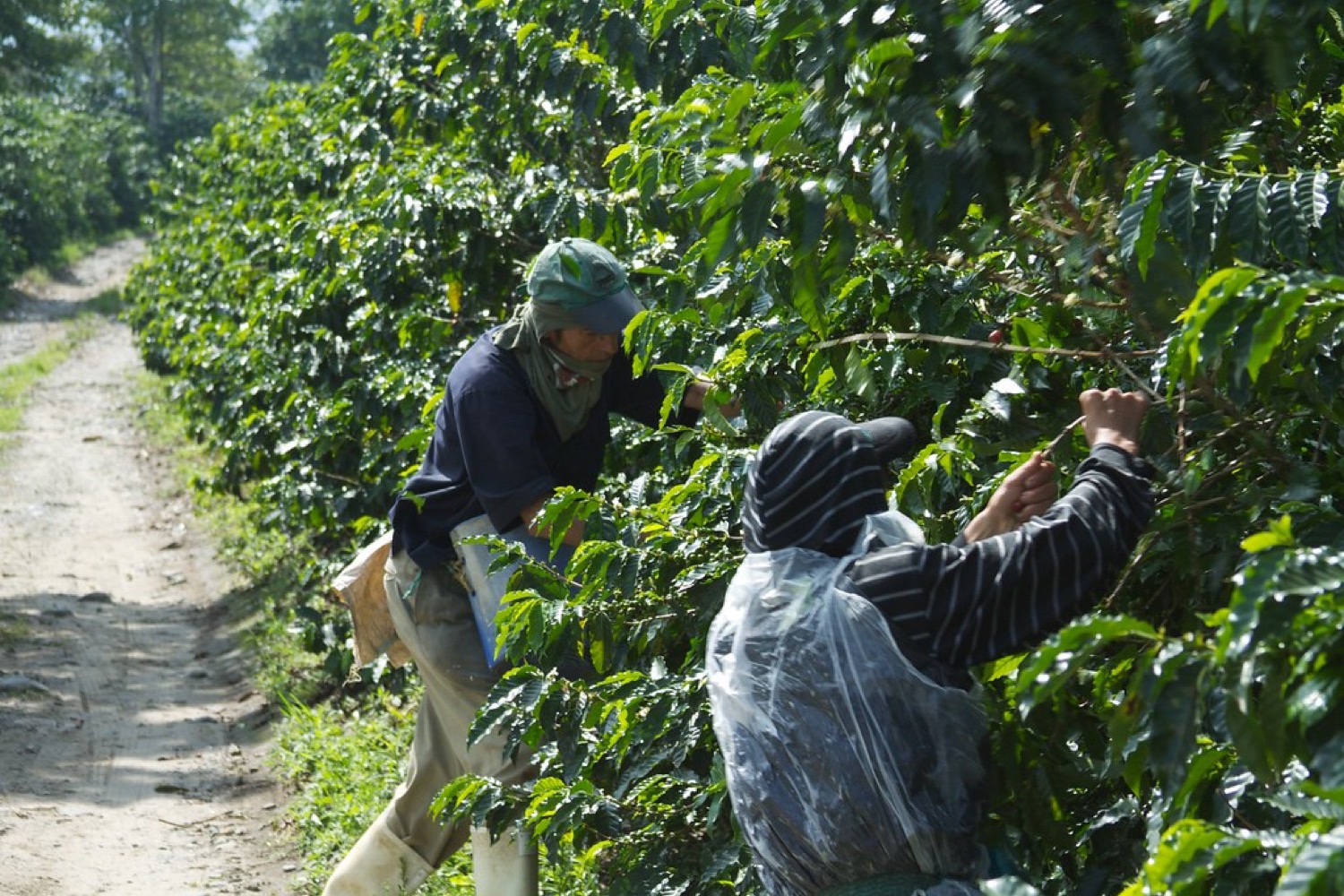 Hands full of ripe coffee cherries