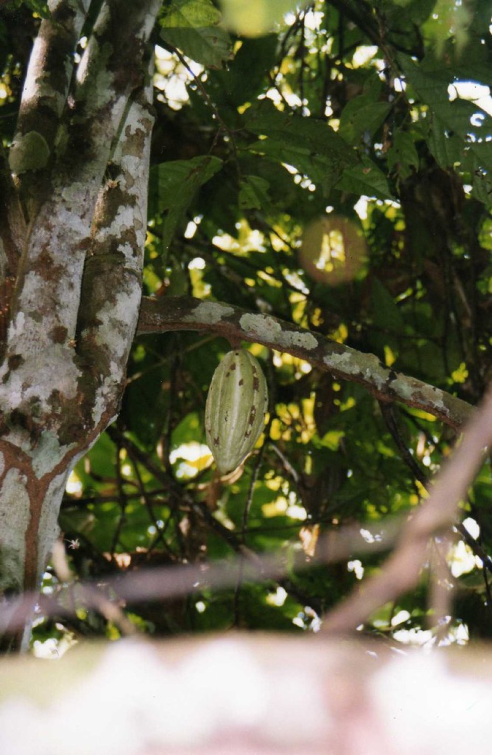 Cacao pods on the tree