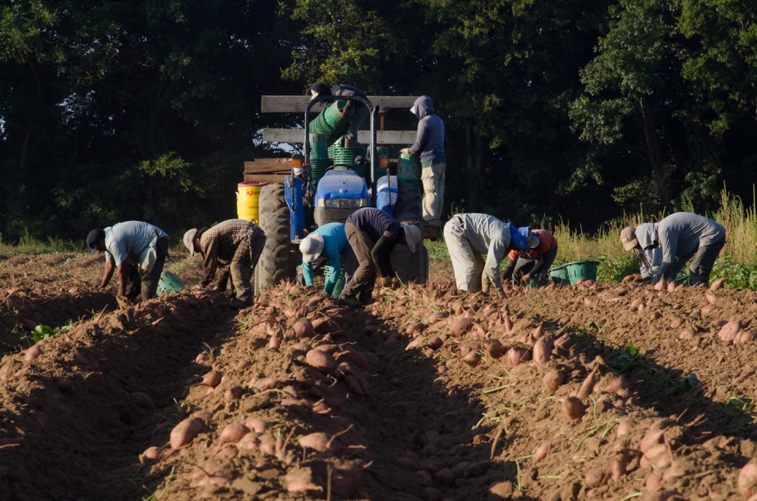 A group of farm workers