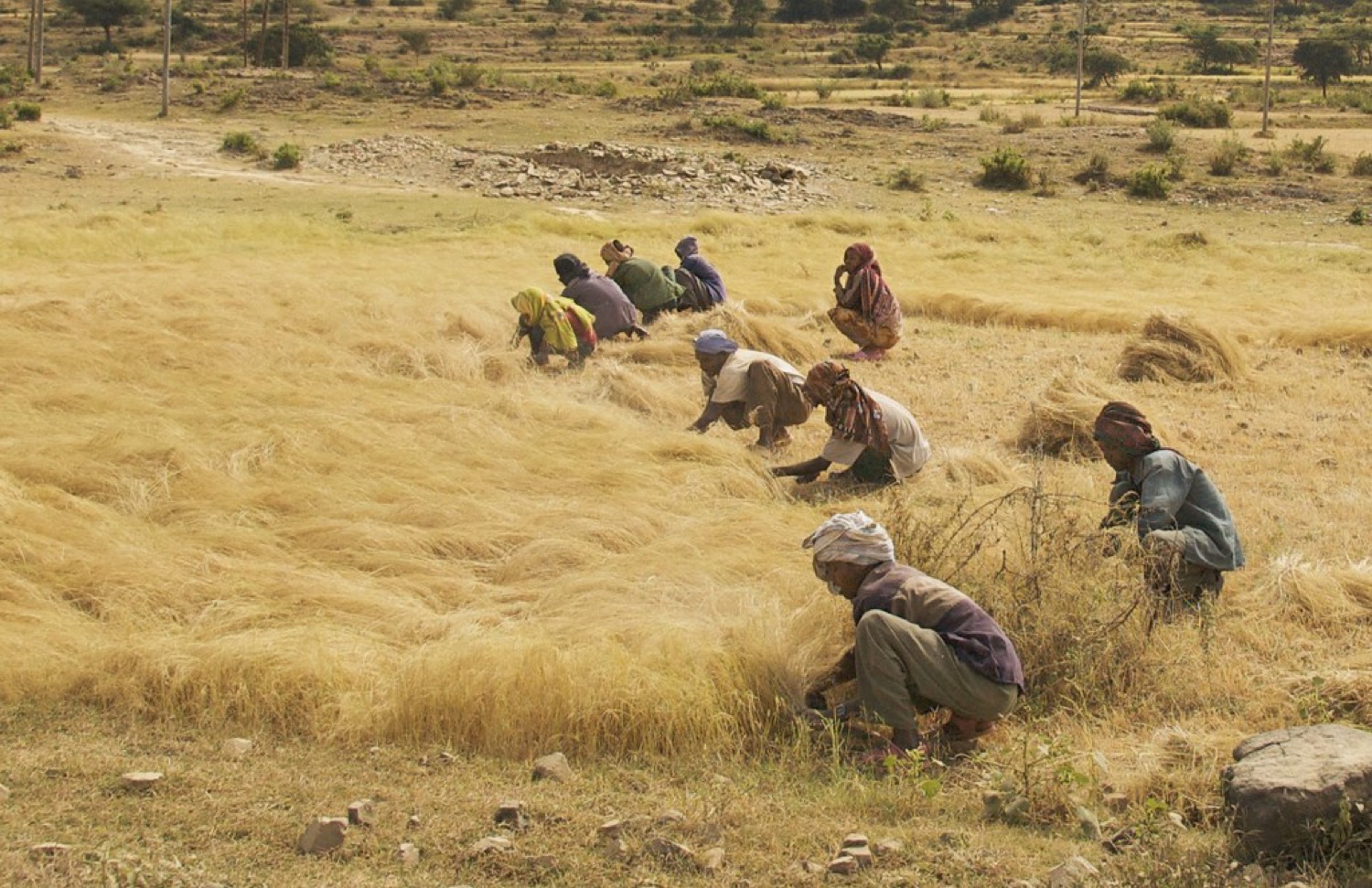 Hands holding grain
