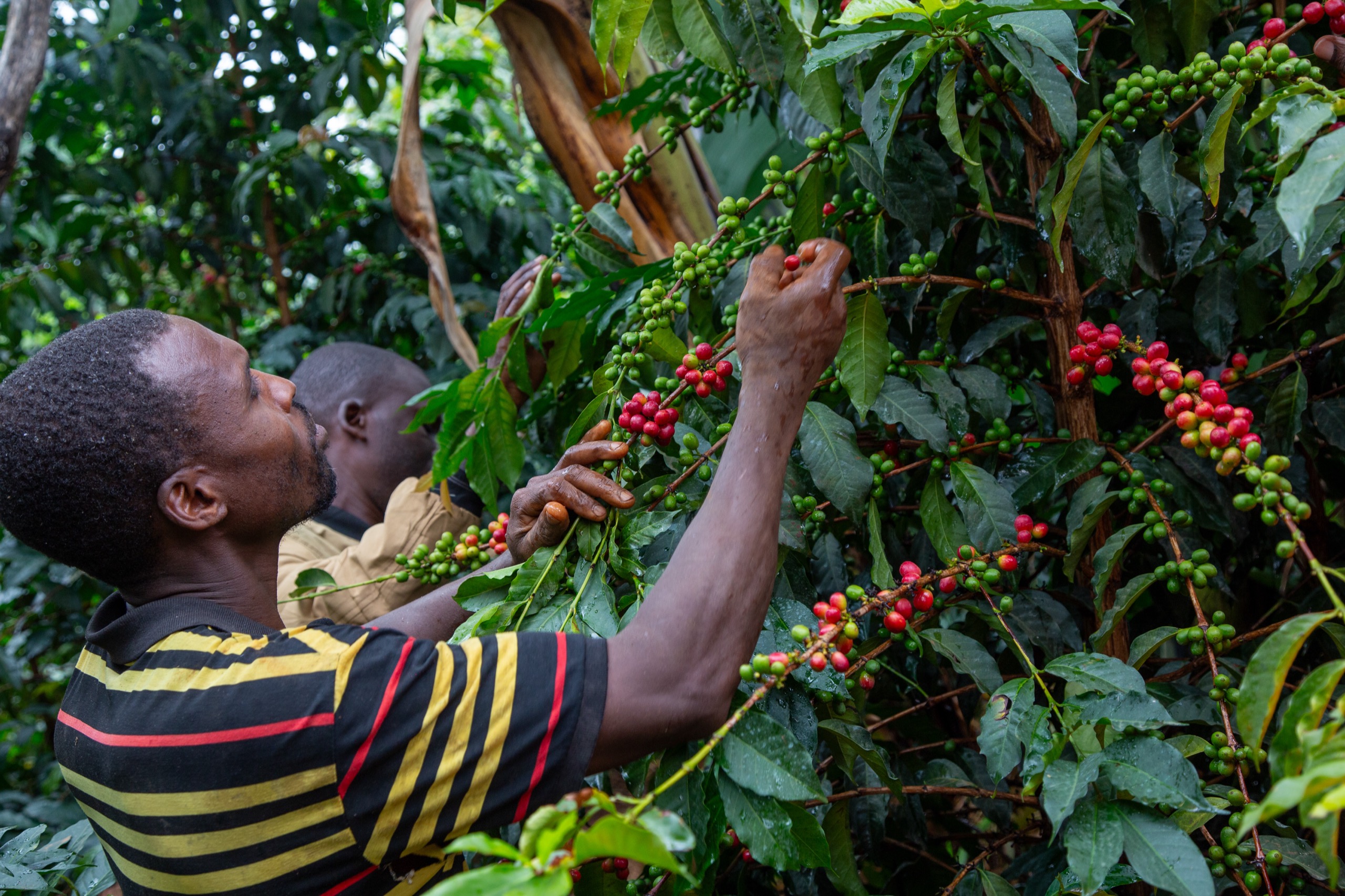 Coffee farmers harvesting ripe red coffee cherries by hand on a hillside