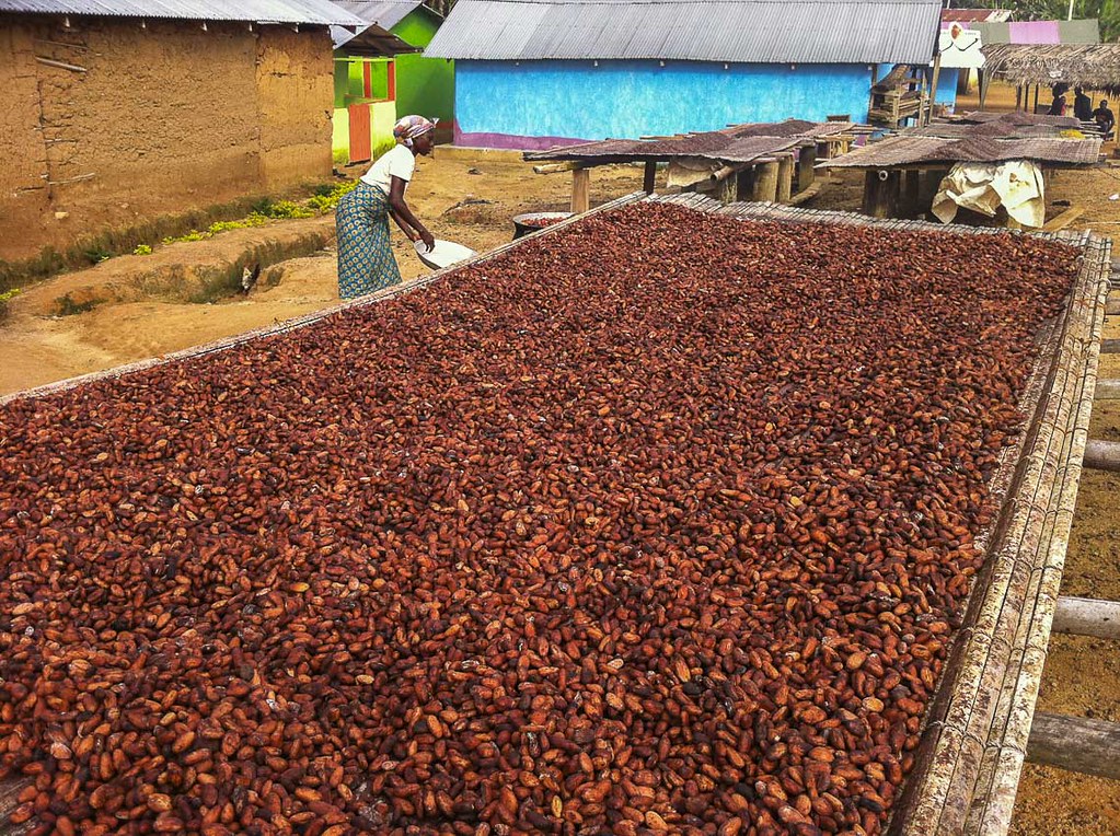 Cocoa beans drying in the sun